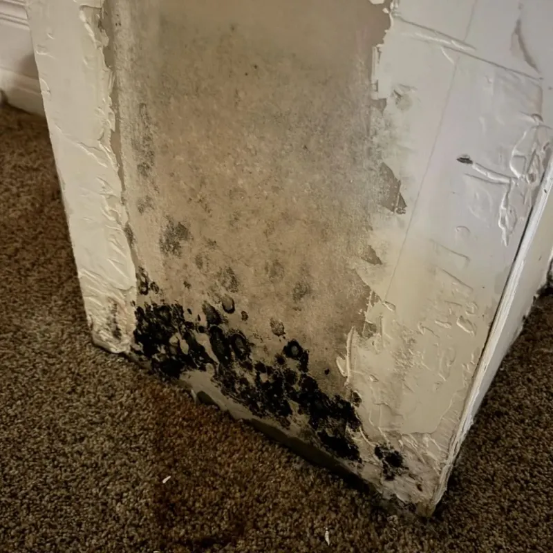 Professional Mold Removal in Licking, MO